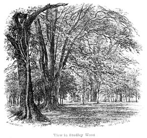 The New Forest: Its History and Its Scenery